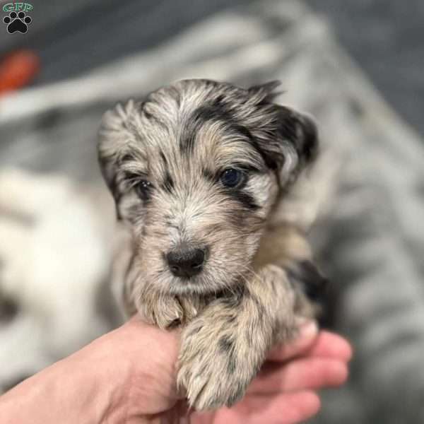 Lyla, Border Collie Mix Puppy